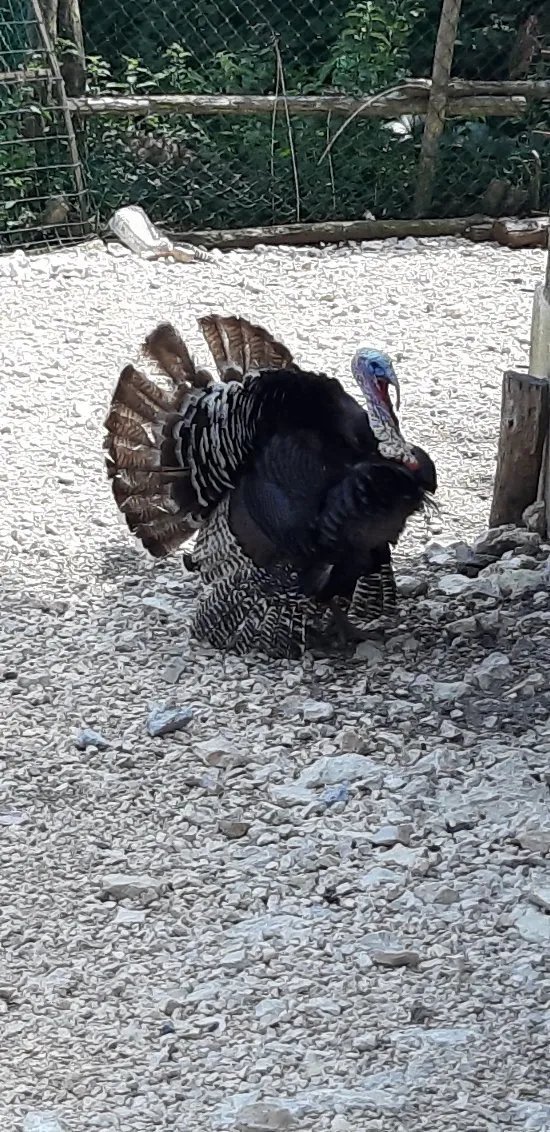 L’Aquila Solitaria