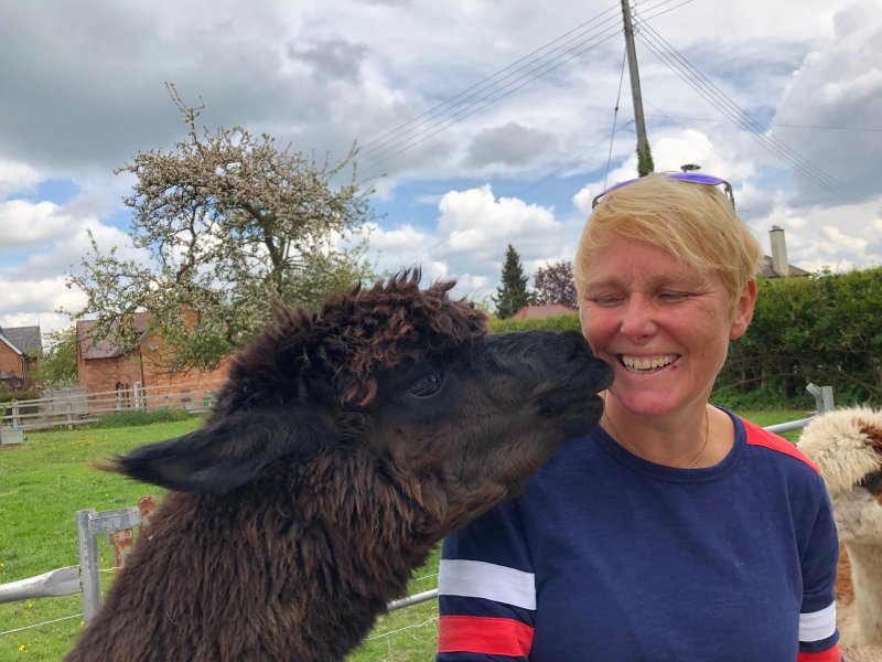 South House Alpacas