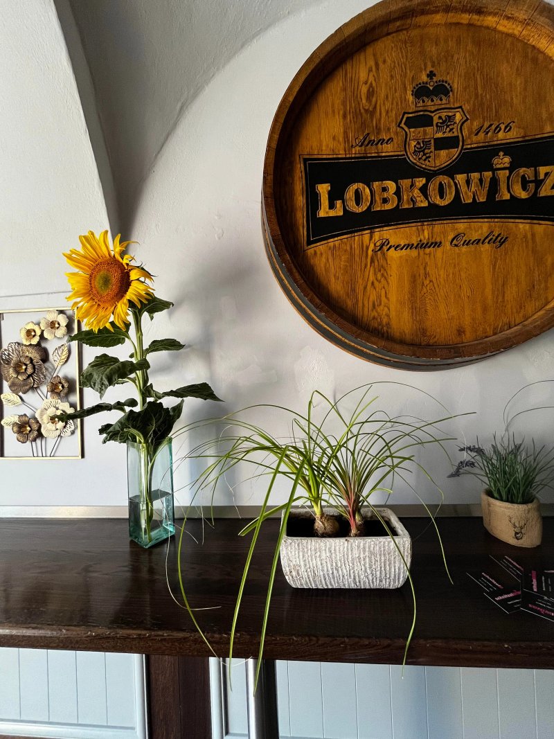 Rizkova restaurace Schnitzelwings