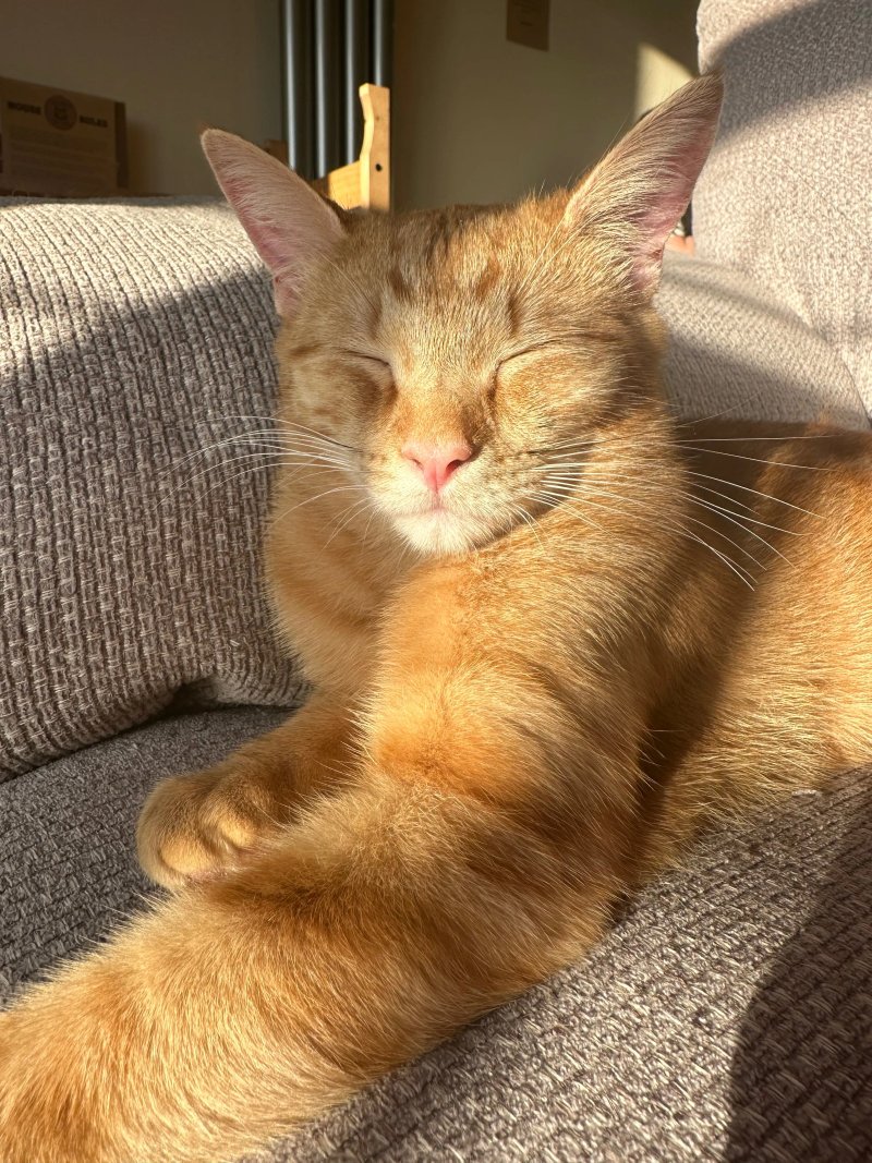 Jackson's Rescue Cat Cafe