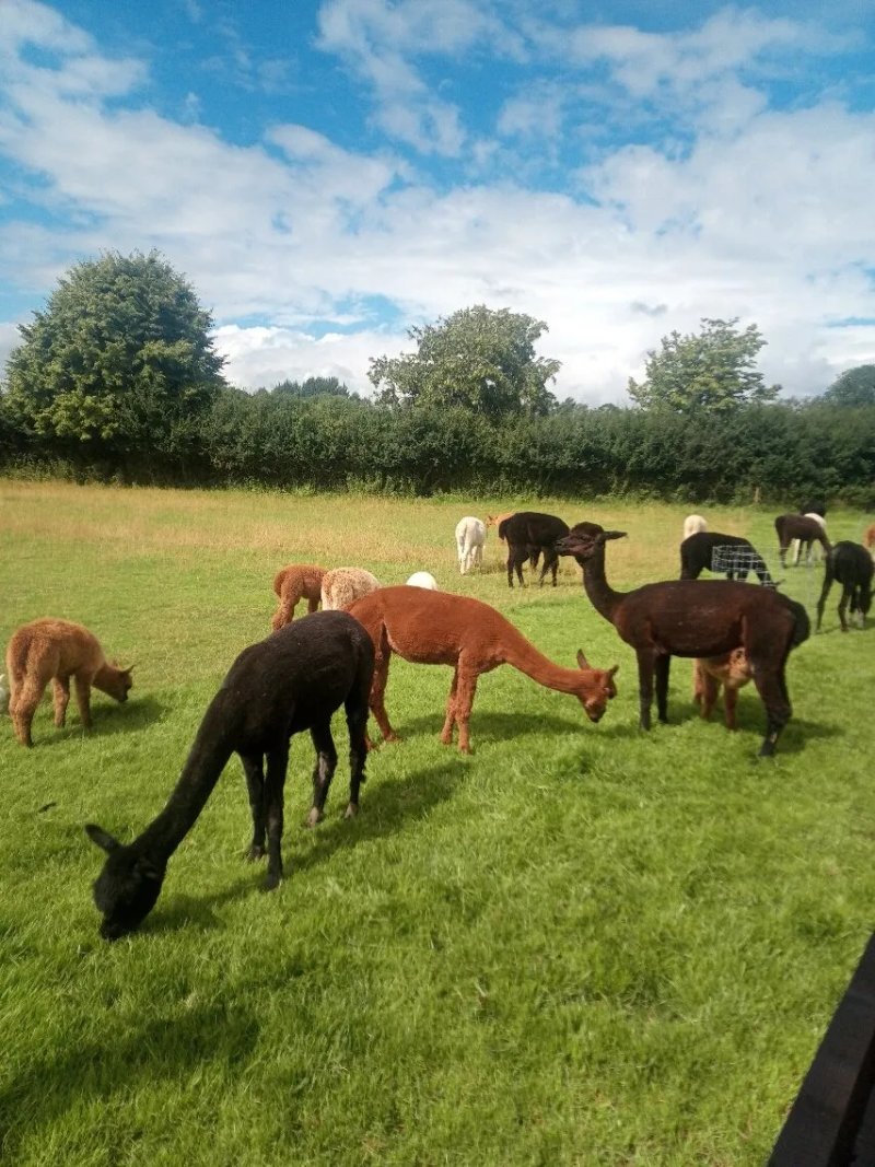 Butterwick Alpaca Retreat and Trekking