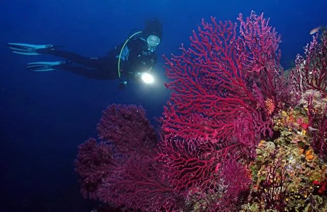 Diving Group Portofino
