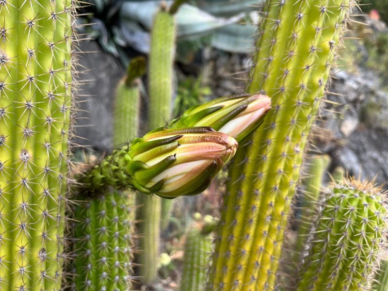 Jardin Méditerranéen
