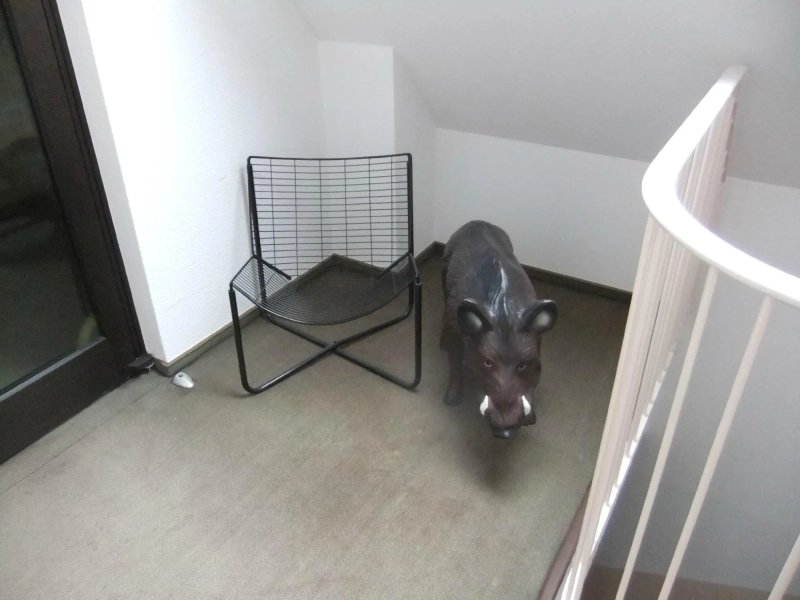 Hotel Zum Wilden Schwein