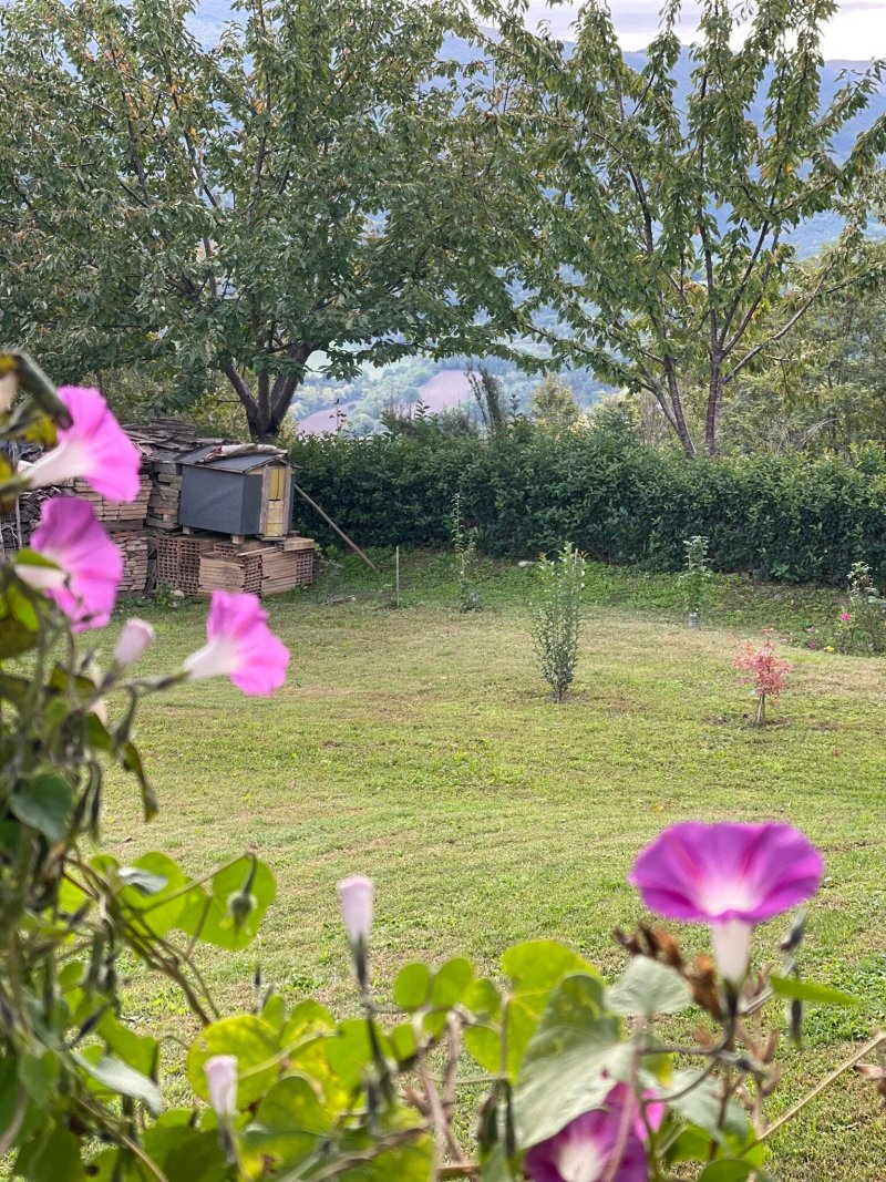 La Collina dei Ciliegi