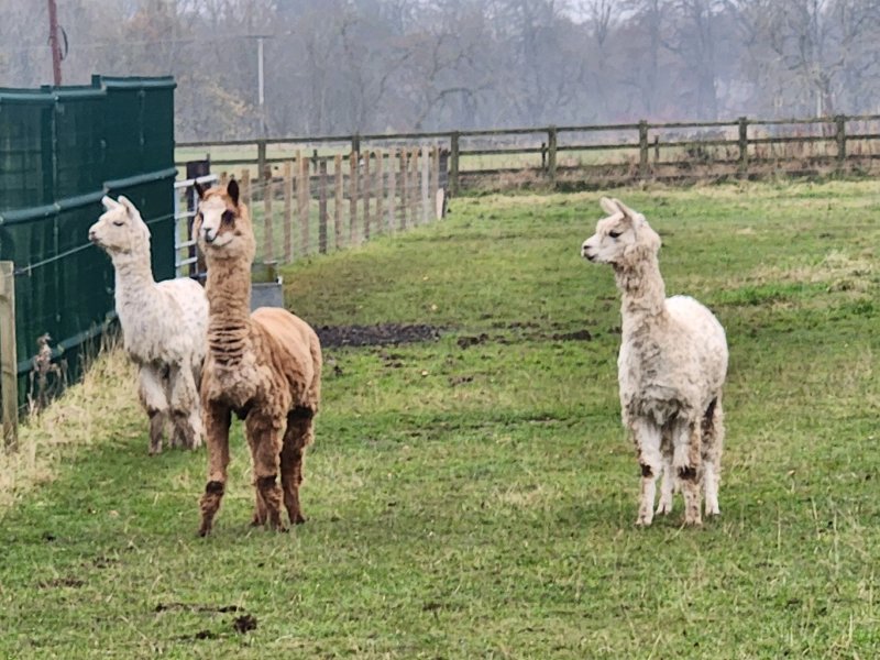 Peggyslea Farm