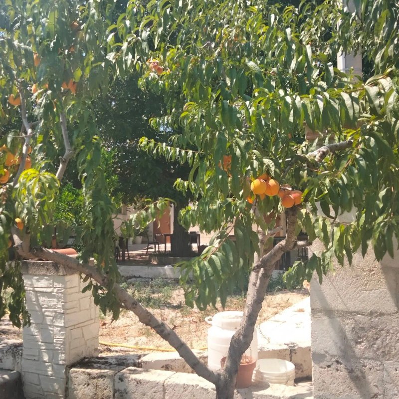 Tenuta Vigna Del Noce