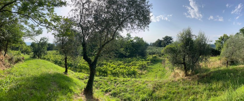 Agriturismo Podere Campiglia