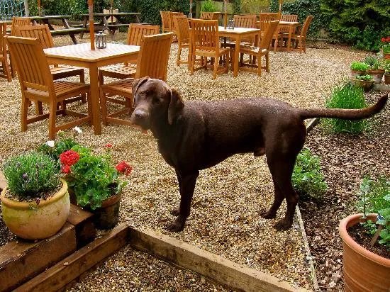 The Dog
