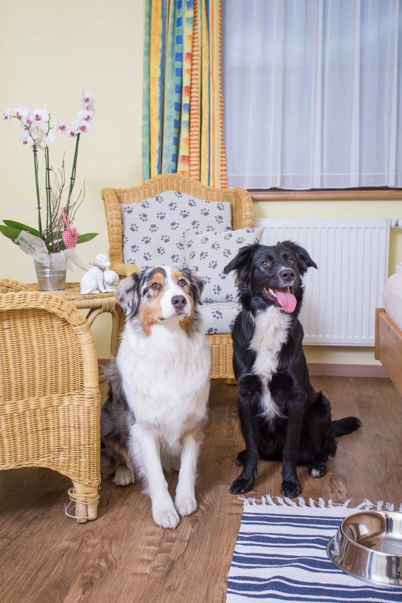 Hotel Grimming dogs&friends