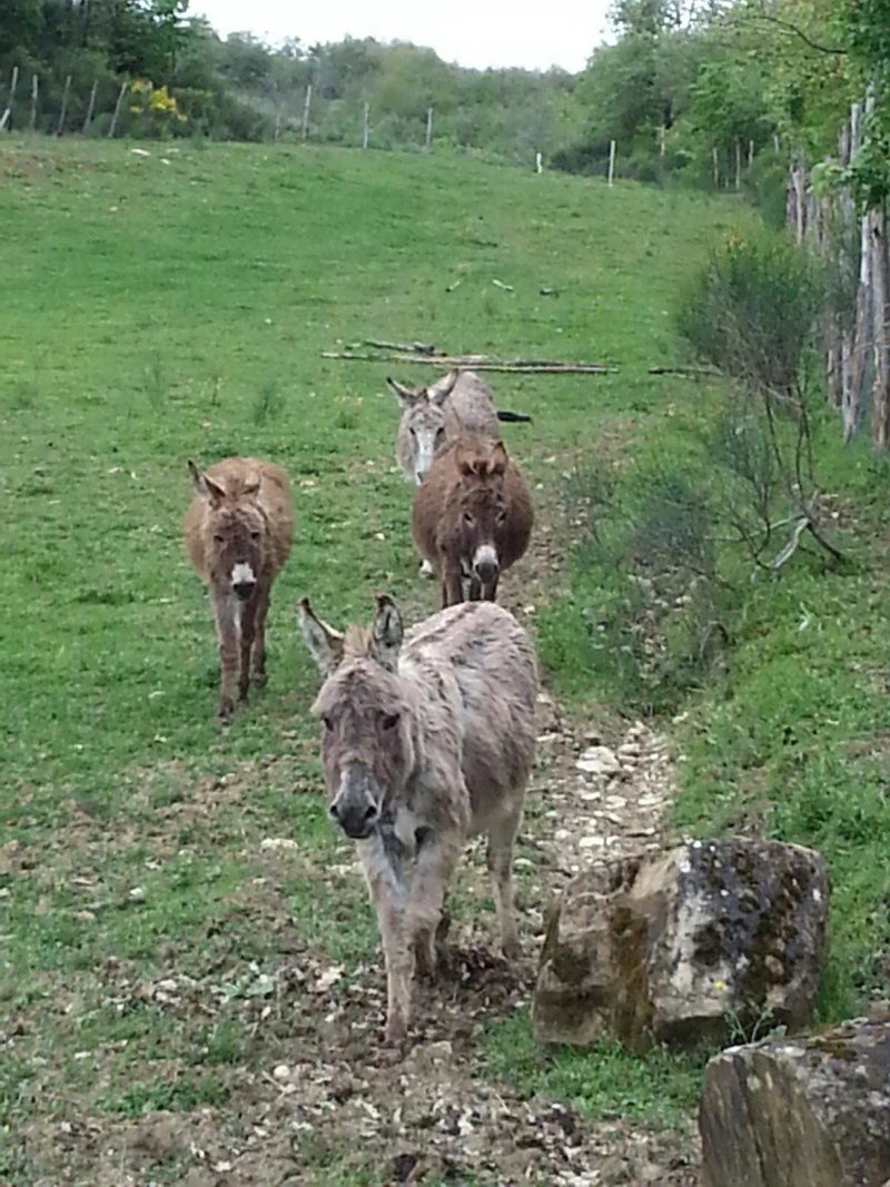 Agriturismo Terre della Sibilla