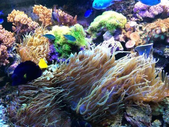 Aquarium Wasserbillig