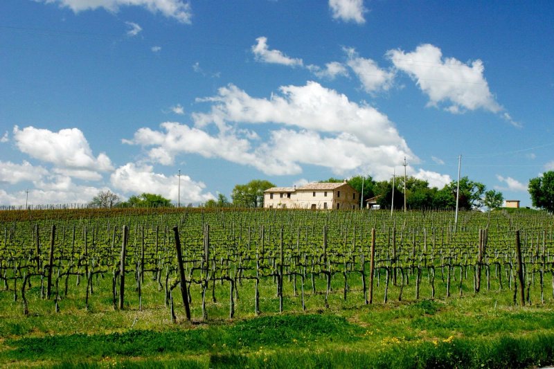 Fattoria Forano