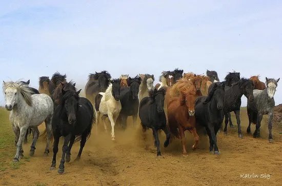 Icelandic HorseWorld