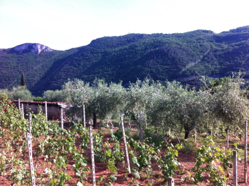 Agriturismo La Rocca Di Perti