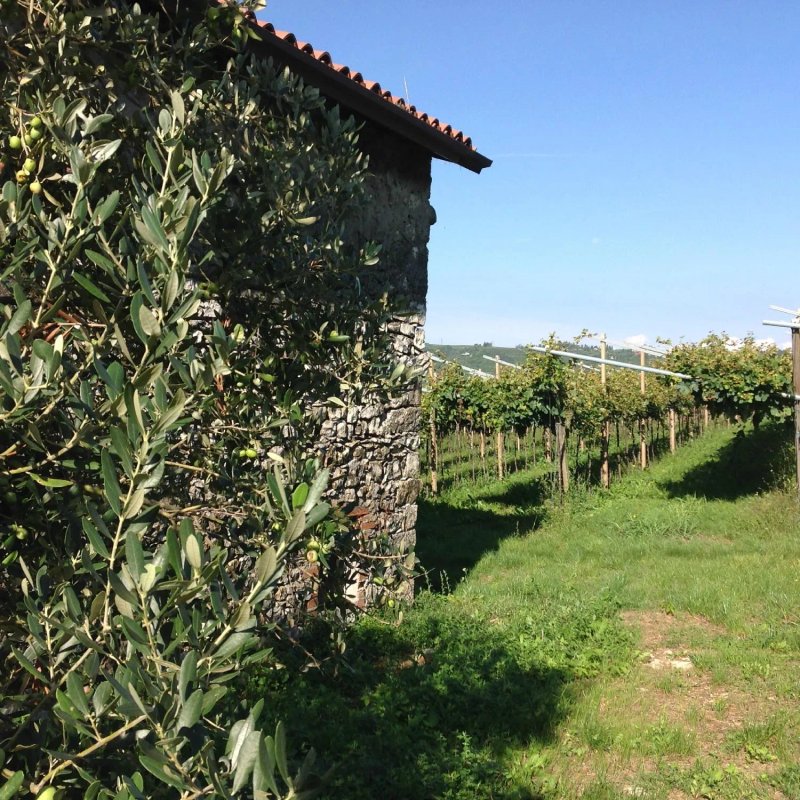 Corte Degli Olivi