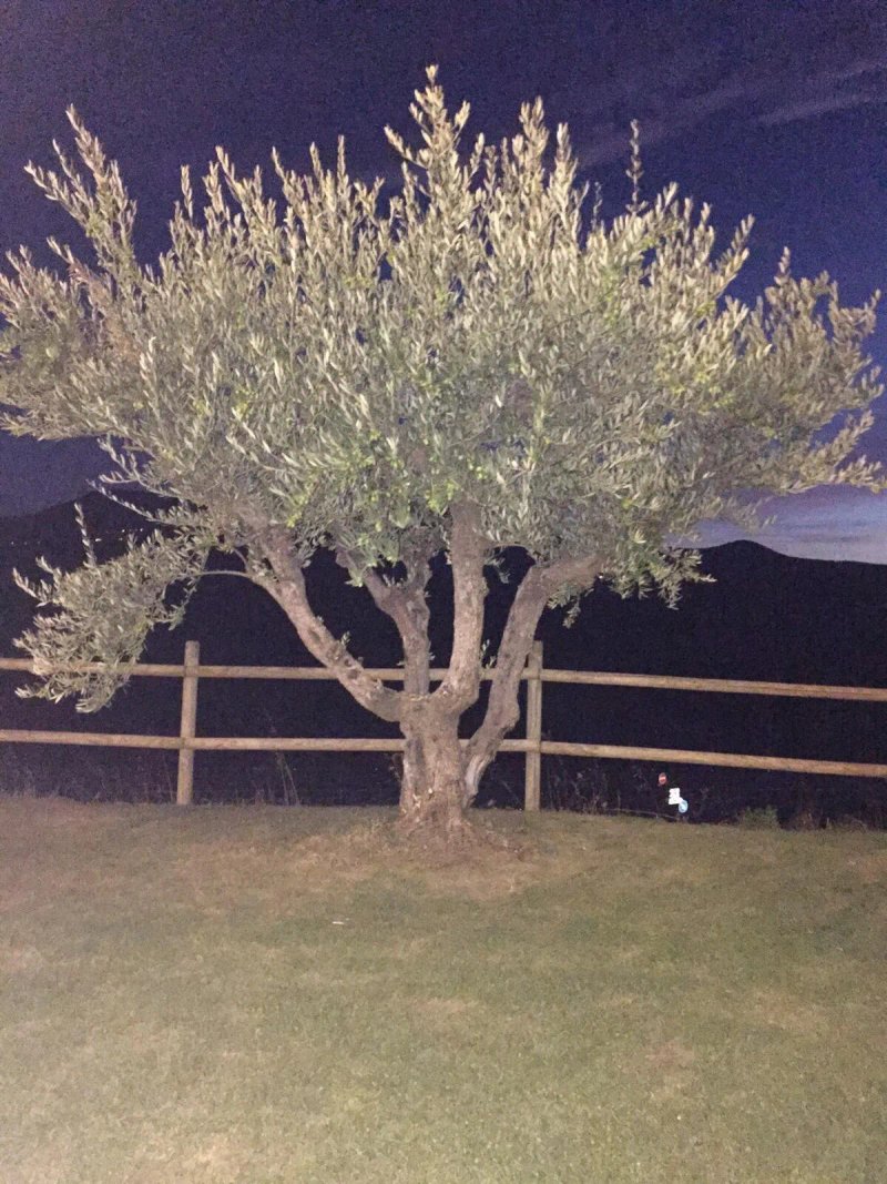 Finca de los Arandinos- Restaurante Tierra