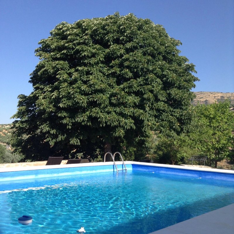 Casa el Castano