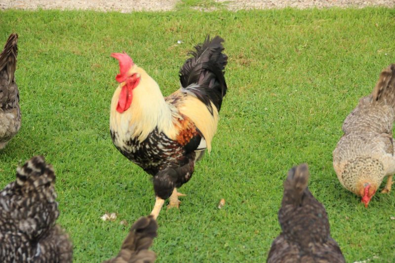 Higher Darracott Farm Bed & Breakfast