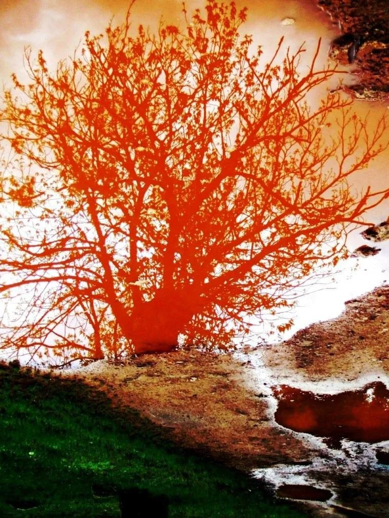 Rural Medulas