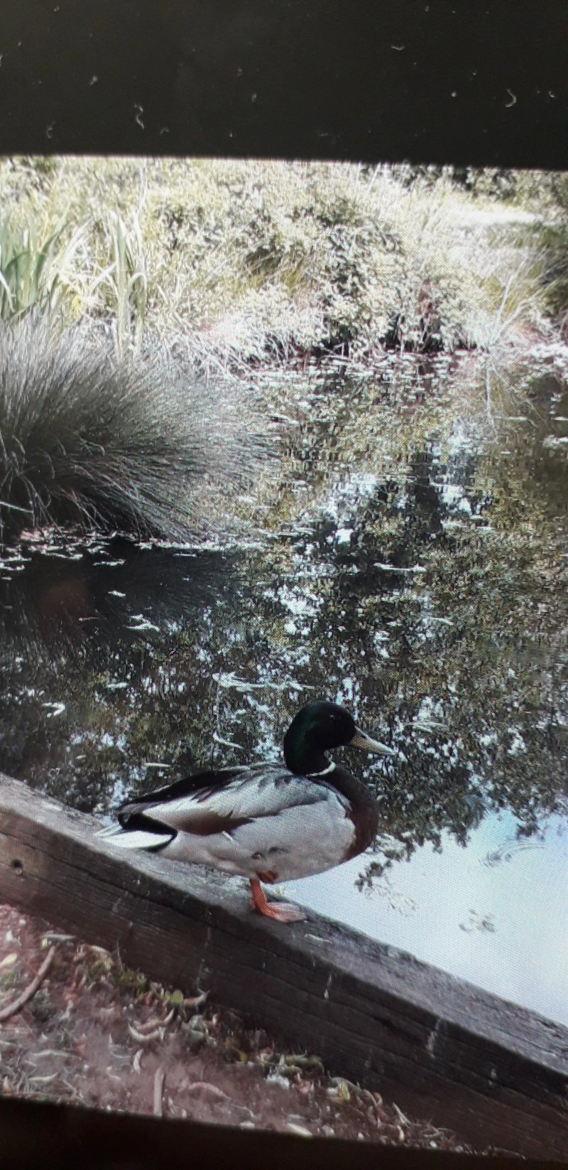 Rushmere Duck Pond