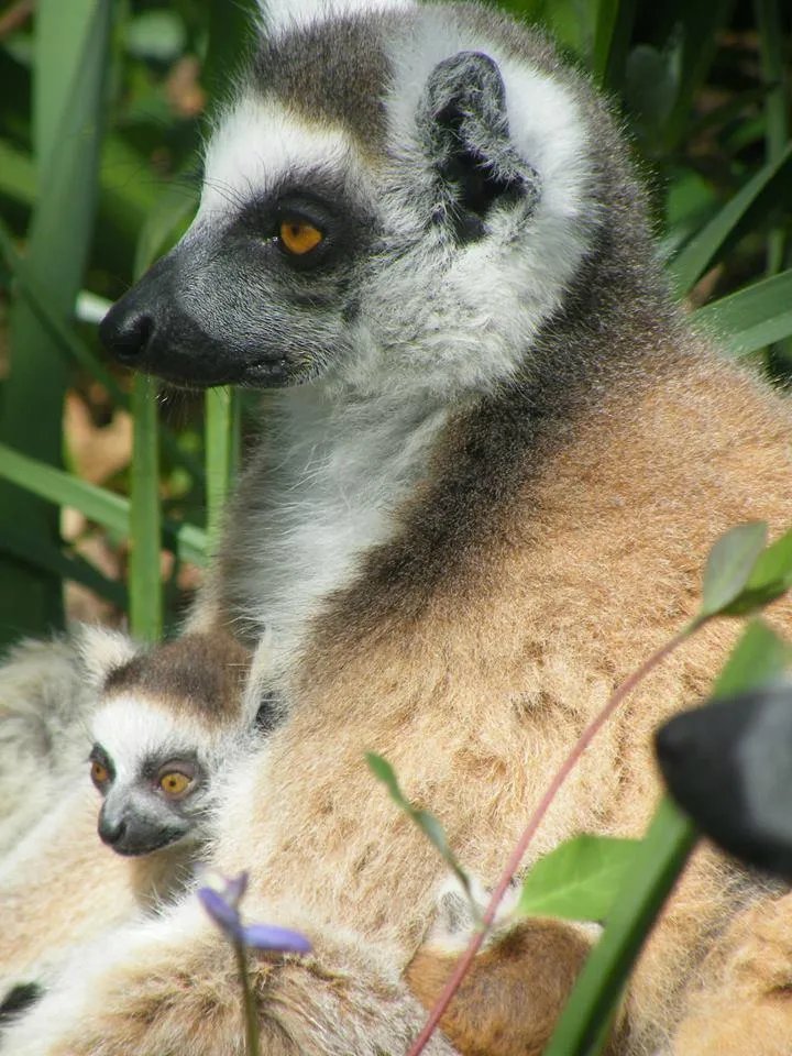 Natur'zoo de Mervent