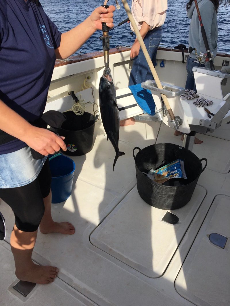 Blue Marlin 3 - Day Tours