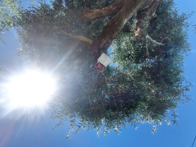 C'alma D'alentejo