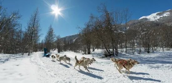 Mushing Addict