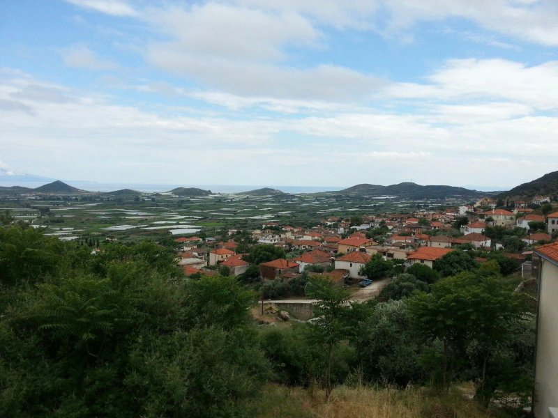 Olive Hill