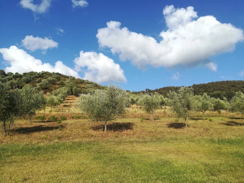 Agriturismo la Banchella
