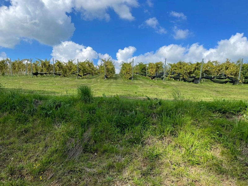 Venn Valley Vineyard