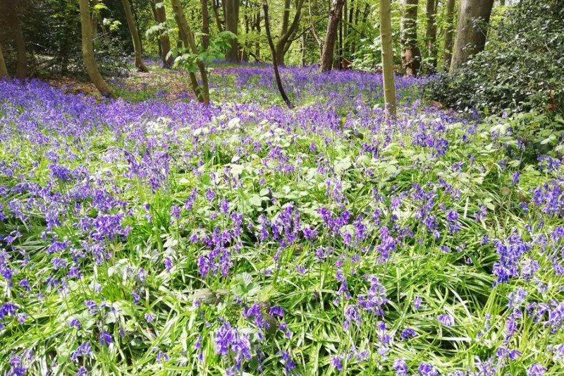 Dollops Wood