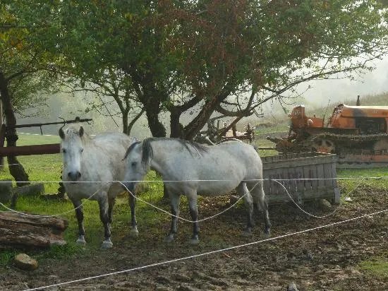 Azienda Agrituristica Tizzano