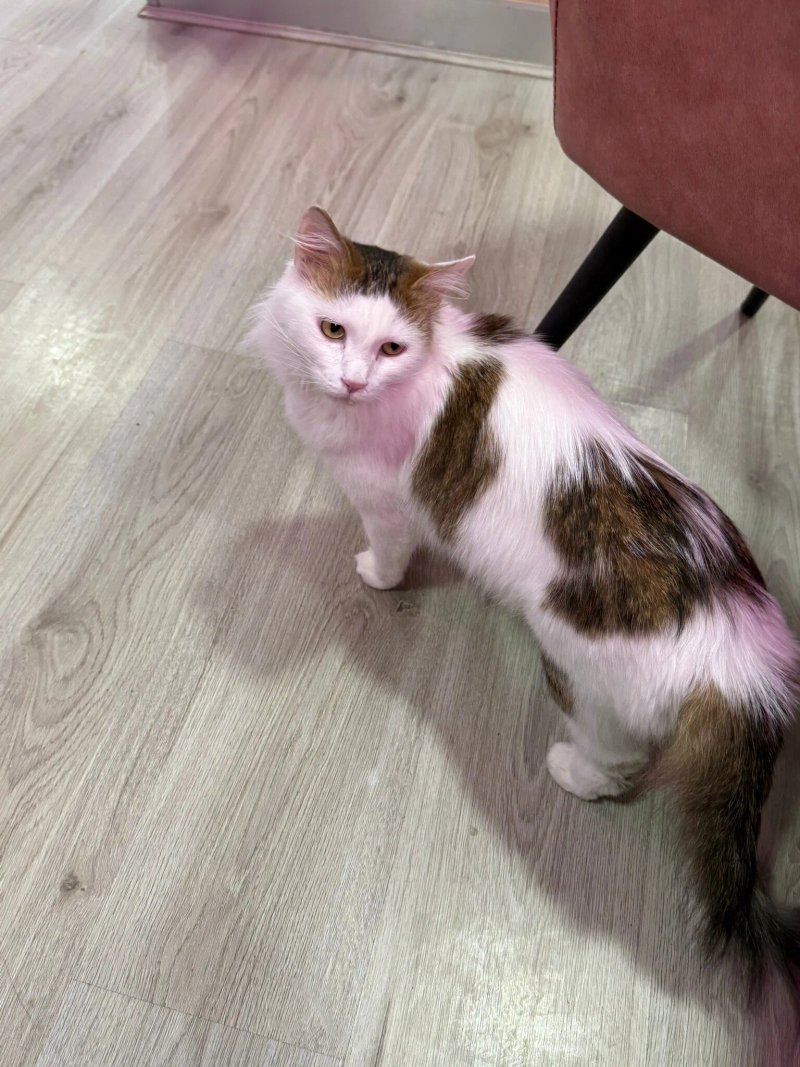MEOW CAT CAFE