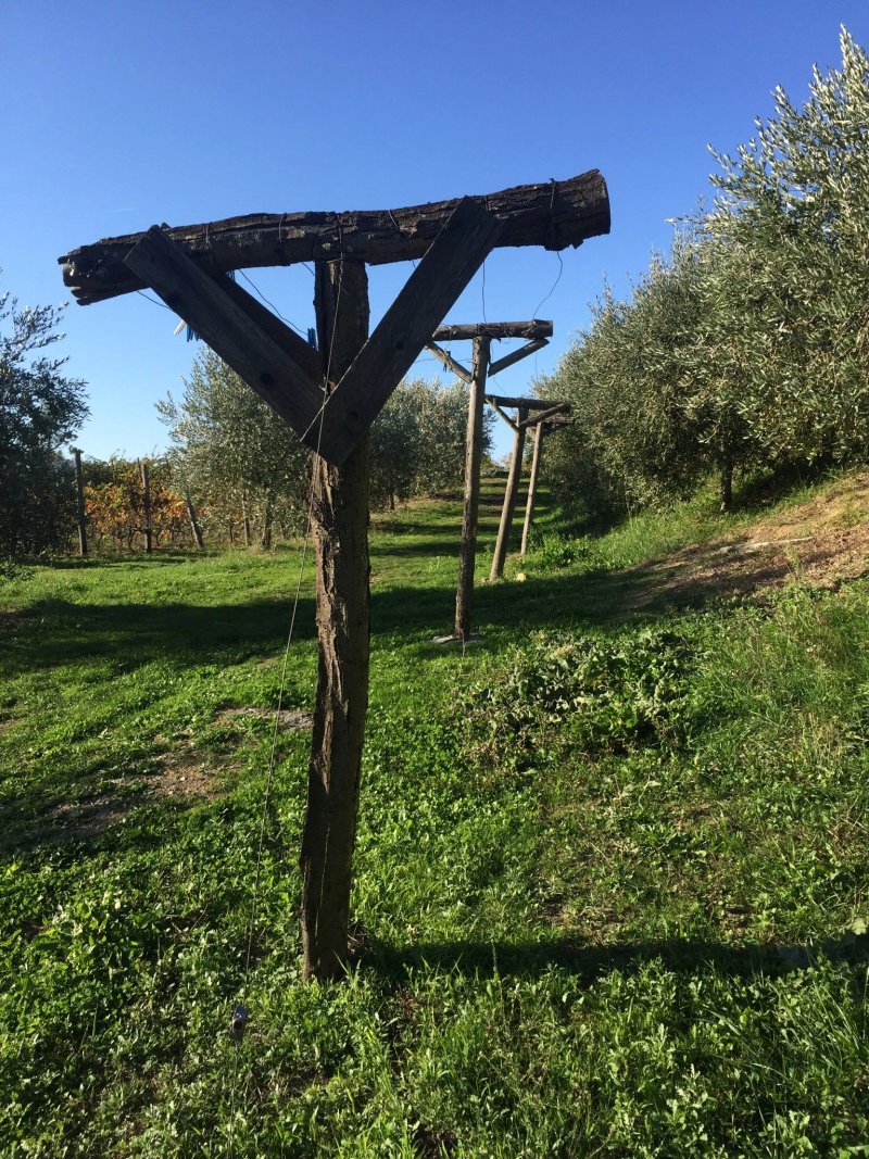 Sostio a Levante