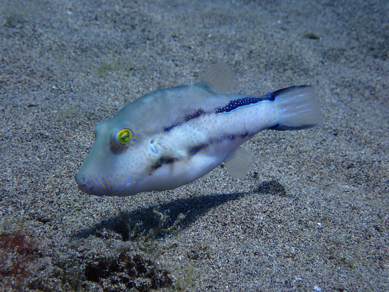 Active Scuba Divers