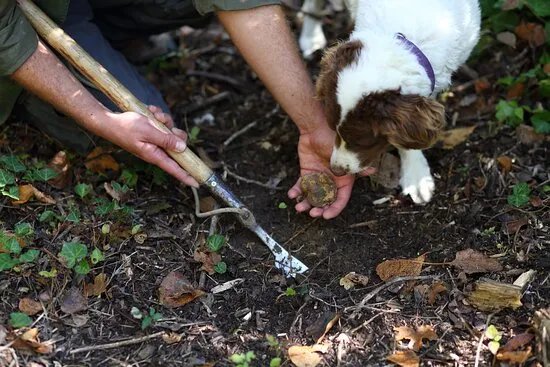 Truffle in Tuscany