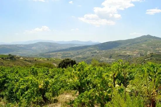 Cooperative Winery of Nemea