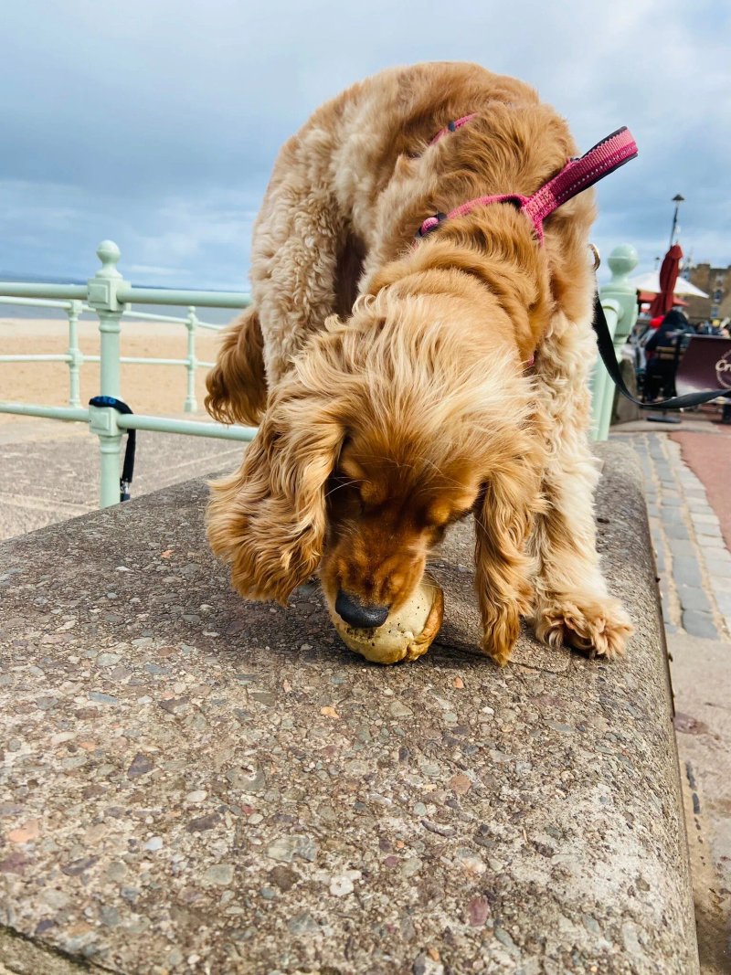 Crumbs of Portobello
