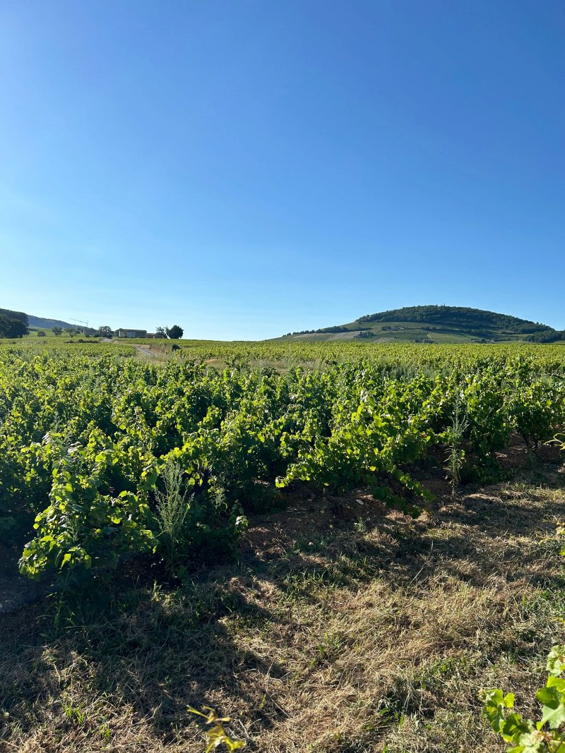 La Maison des Vignes