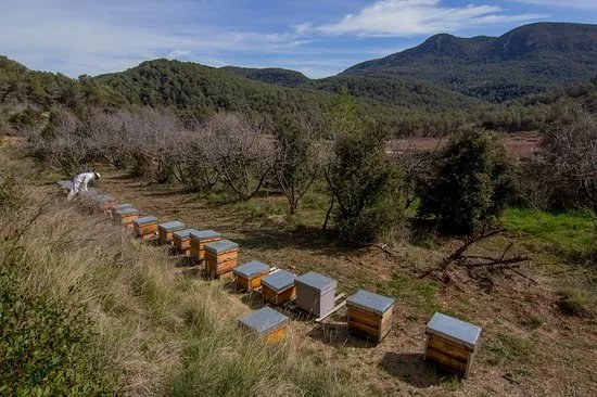 Apiturismo en el Penedes