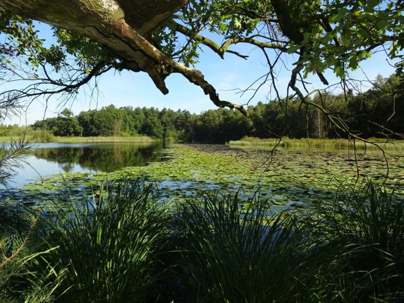 De Boshut