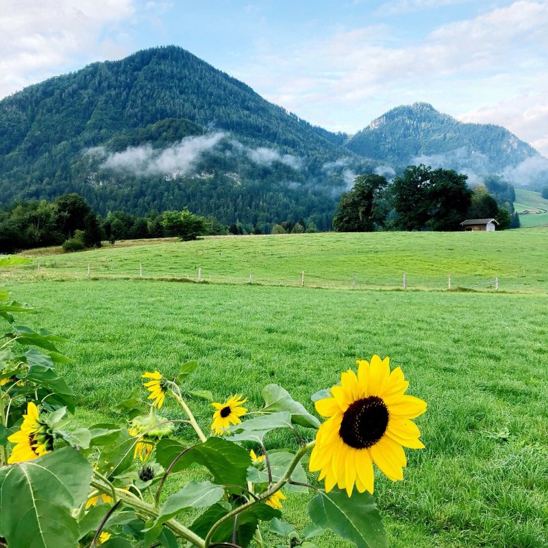 Pension Rauschberghof