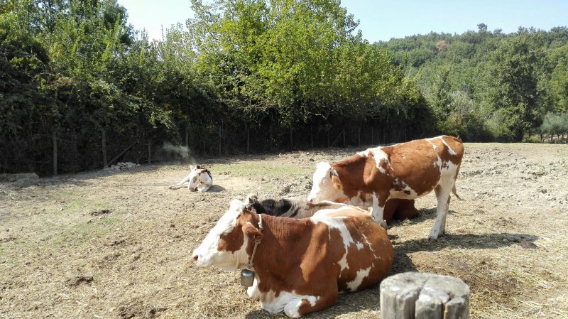 Il Vecchio Mulino Agriturismo