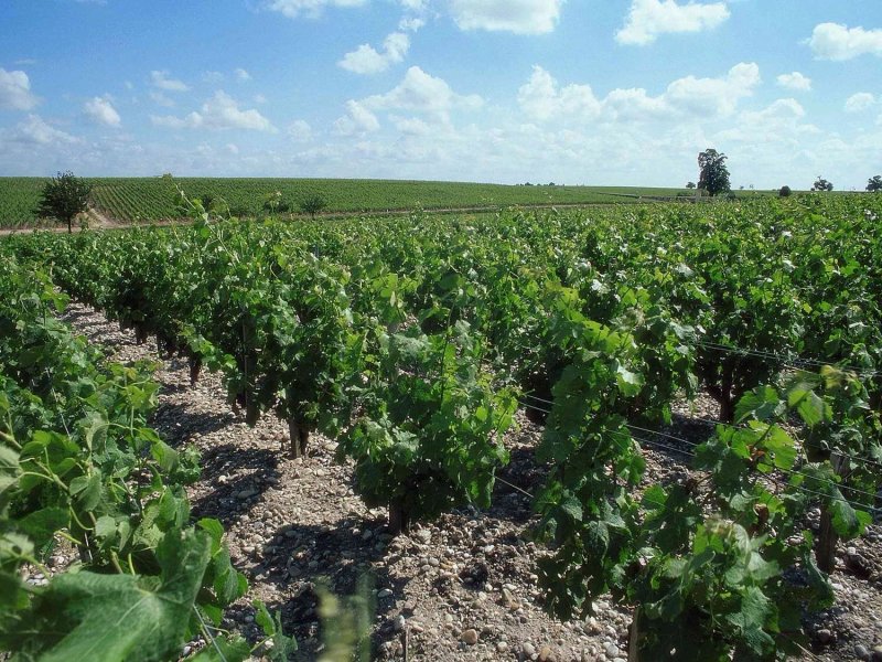 Ibis Bordeaux Saint Emilion