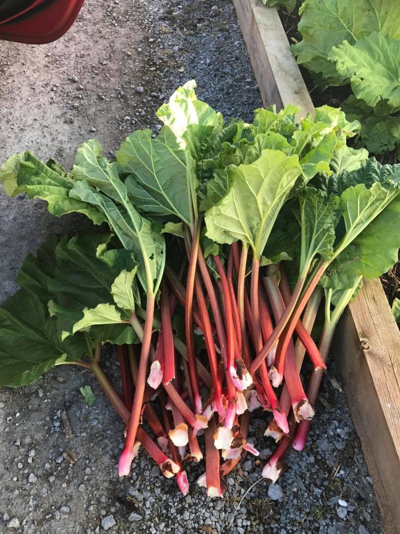 Gregory's Garden