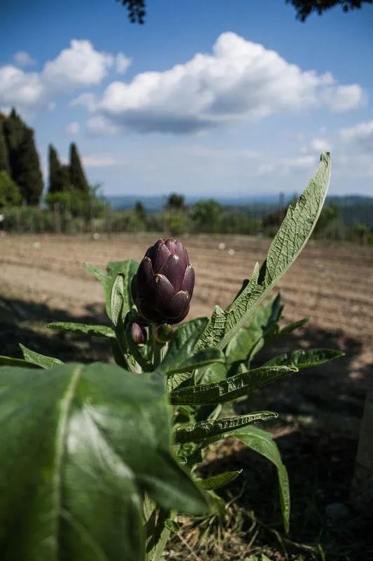 Tenuta La Bandita