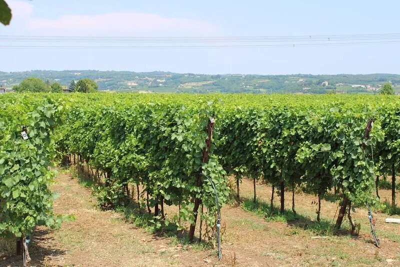Vacation Cottage La Vigna