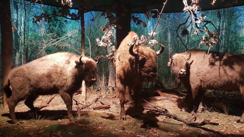 Nature And Forest Museum - Bialowieza National Park